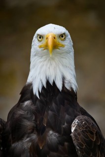 Bald Eagle (Haliaeetus leucocephalus)