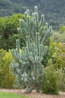 Silver tree (Leucadendrum argenteum) Kirstenbosch National Botanical Garden
