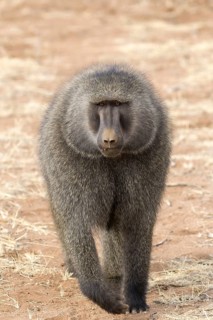 Olive Baboon (Papio anubis) adult male