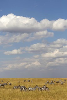 Grant's Zebras (Equus quagga boehmi)