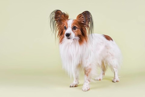 Papillon