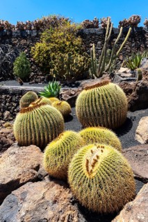 Giant Barrel Cactus (Echinocactus platyacanthus)