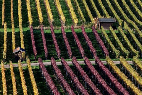 Vineyard in autumn colours