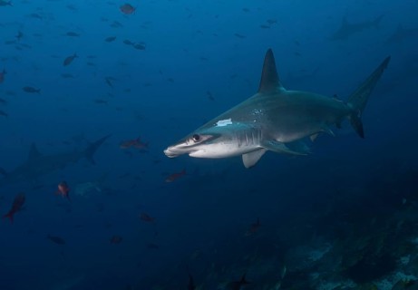 Scalloped Hammerhead Shark (Sphyrna lewini)
