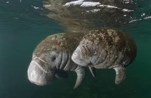 West Indian Manatee (Trichechus manatus)