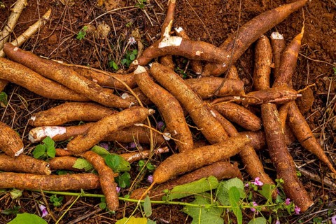 Freshly harvested Cassava (Manihot esculenta)