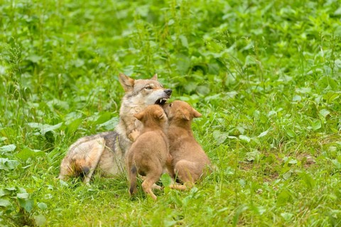 European Wolves (Canis lupus lupus)
