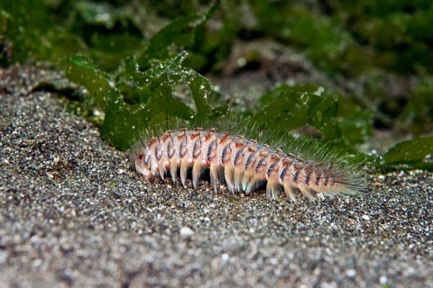 Golden fire worm (Chloeia flava)