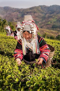 Akha hill tribe women picking tea