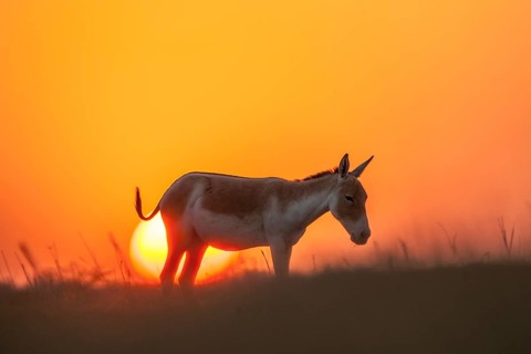 Onager or Asiatic wild ass (Equus hemionus)