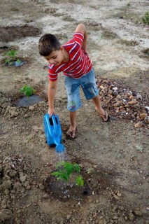 Boy watering a Pawpaw (Carica papaya)