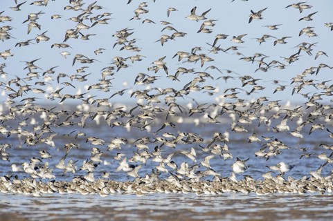 Dunlin (Calidris alpina) and Knot (Calidris canutus)