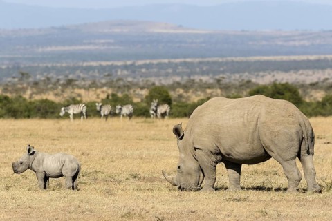 White Rhinoceros (Ceratotherium simum)