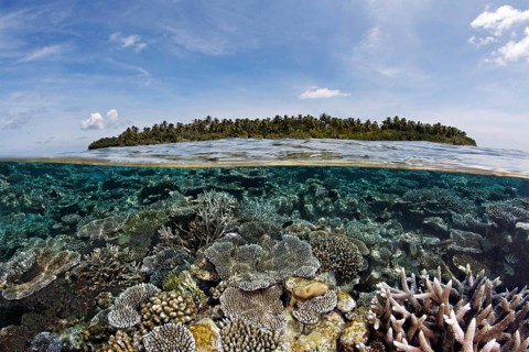 A Maldive island covered in palm trees and a coral reef overgrown with stone corals