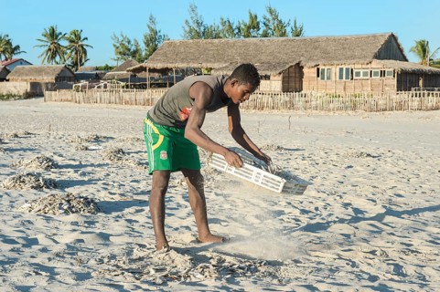 Malagasy fisherman collecting dried fish on the beach