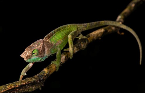 O'Shaughnessy's chameleon (Calumma oshaughnessyi)