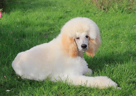 Poodle