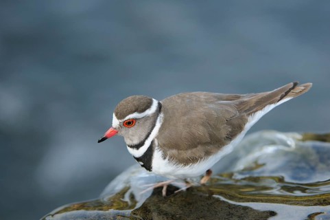 Three-banded plover (Charadrius tricollaris) on a rock in the river