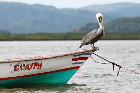 Pelican on a boat