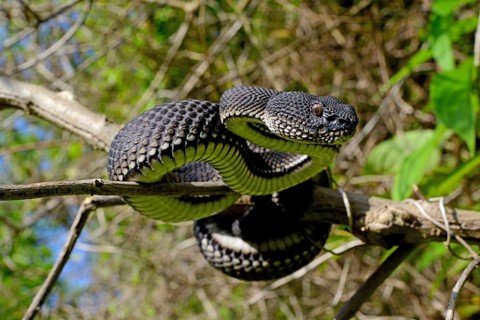 Mangrove pit viper (Trimeresurus purpureomaculatus) climbing in tree