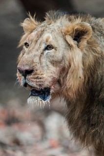 Asiatic lion (Panthera leo persica)