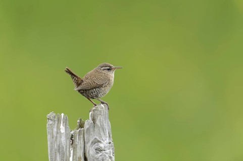 Shetland Wren (Troglodytes troglodytes zetlandicus) adult