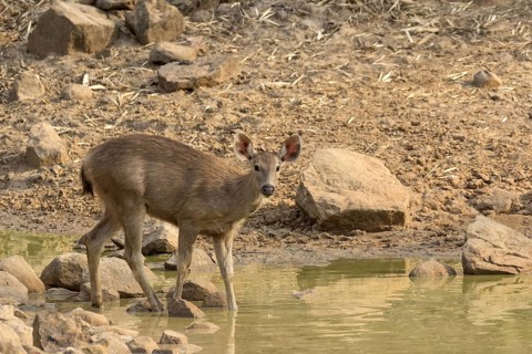 Sambar (Rusa unicolor)