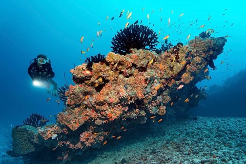 Scuba diver looking at a small coral reef with Black Sun Corals (Tubastraea micranthus)