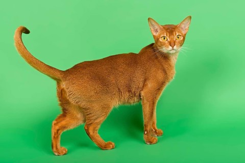 Abyssinian Cat
