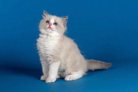 Ragdoll cat