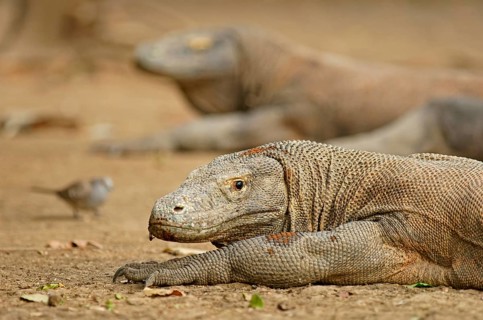 Komodo Dragons (Varanus komodoensis)