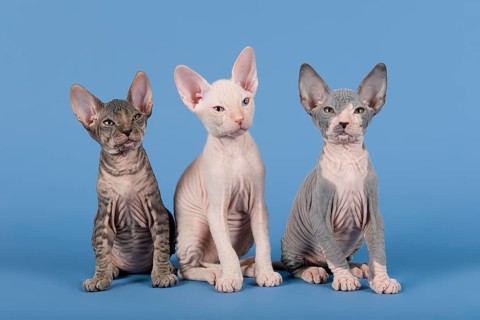 Three Don Sphynx kittens