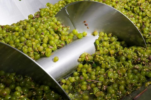 Silvaner grapes before being squeezed in the Juliusspital Wurzburg winery