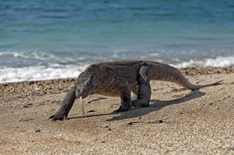 Komodo Dragon (Varanus komodoensis) running on the beach