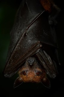 Flying Fox (Pteropus sp.)