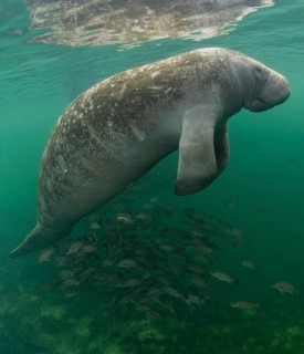 West Indian Manatee (Trichechus manatus)