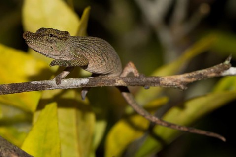 Nose-horned Chameleon (Calumma nasutum) in the rainforest of Andasibe