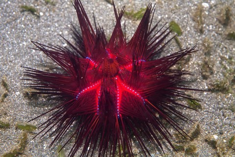 Red urchin (Astropyga radiata)