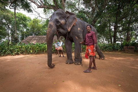 Asian Elephant (Elephas maximus)