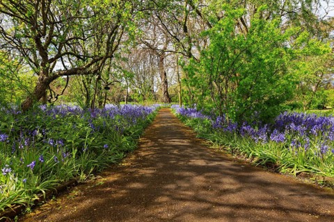 Bluebells (Hyacinthoides non-scripta) flowering along a footpath