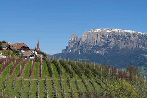 Orchard near Unterinn on the Ritten Renon with Schlern massif