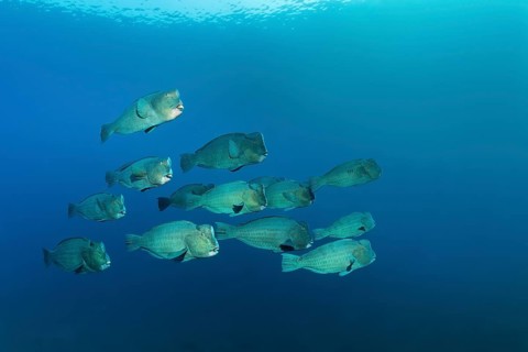 Swarm of Green humphead parrotfish (Bolbometopon muricatum) in blue water