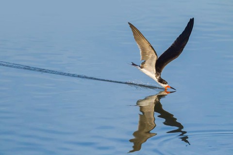 Black Skimmer (Rynchops niger)