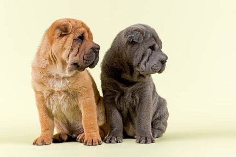 Two Shar-Pei puppies