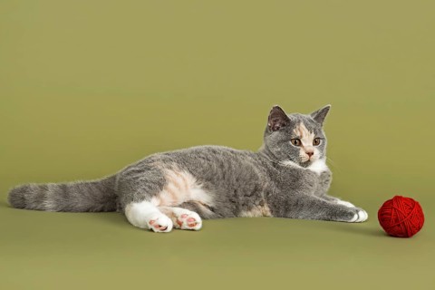 British Shorthair kitten