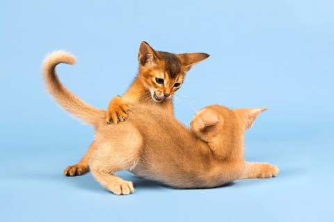 Two Abyssinian kittens