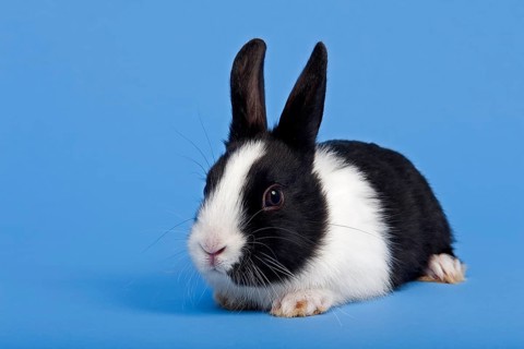 Dutch rabbit