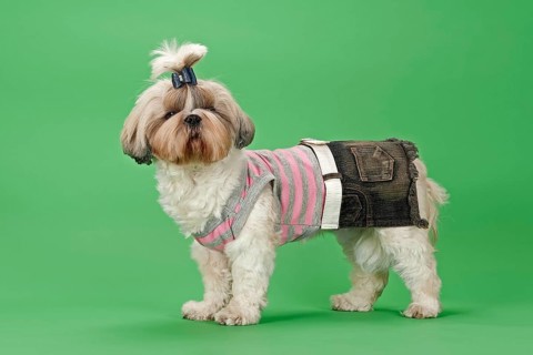Shih-Tzu dog