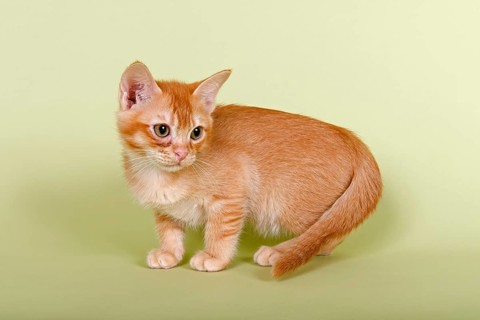 Burmilla cat
