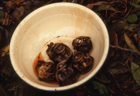 Poaching in Africa